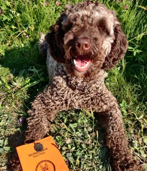 rallykisatkirkkonummi